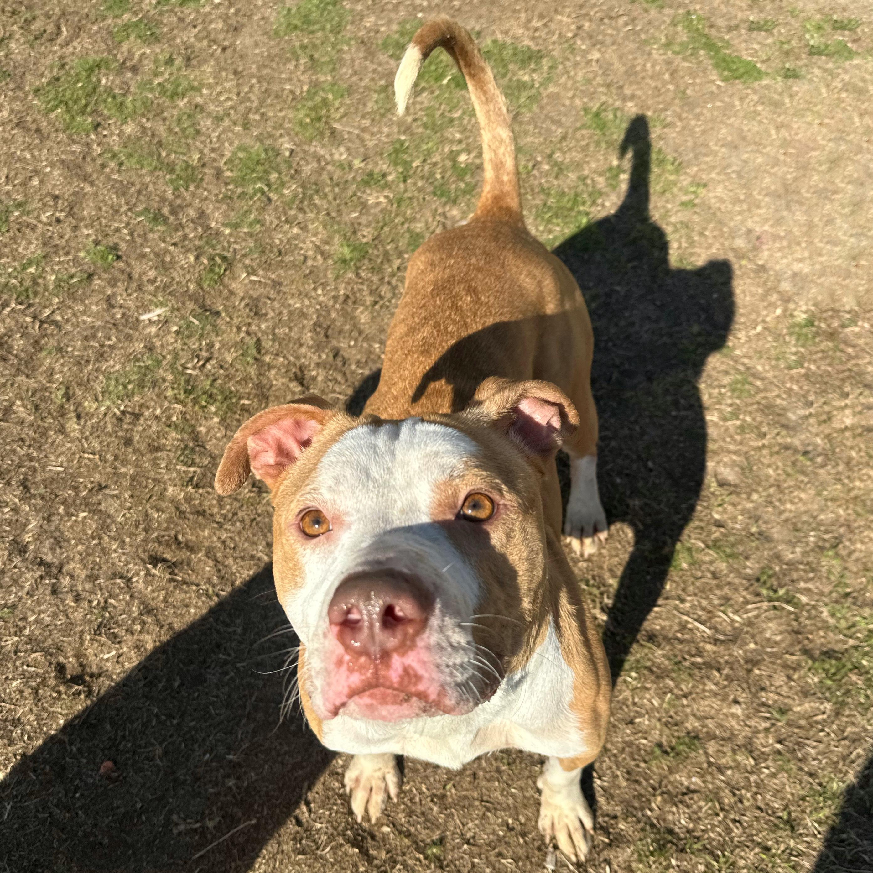 Enlarge Otis, a ADOPTABLE mixed breed in Valdosta, GA image 6/6