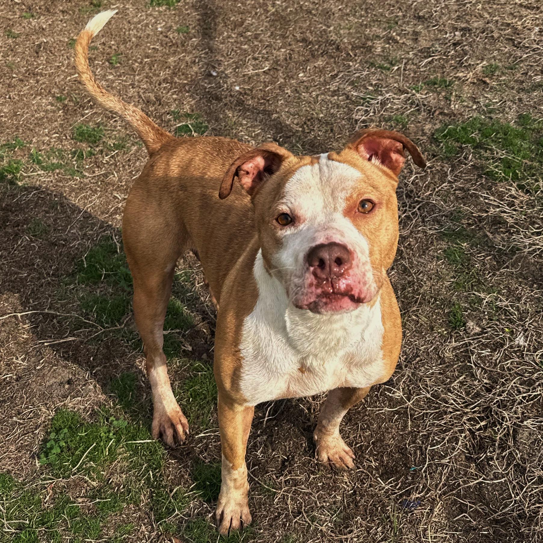Otis, a ADOPTABLE mixed breed in Valdosta, GA image 3/4