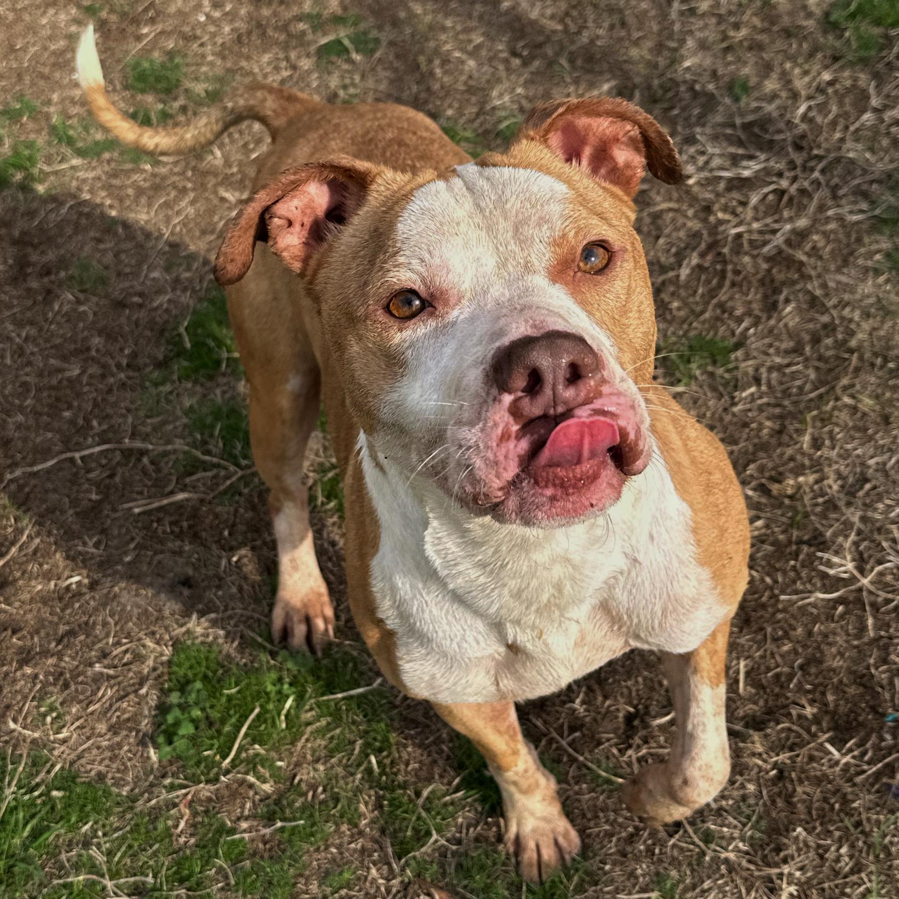 Otis, ADOPTABLE, Young Male Pit Bull Terrier.