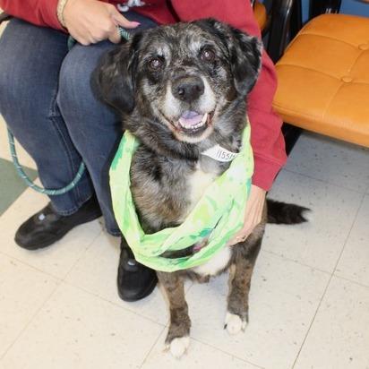 Enlarge Jericho, a Adoptable mixed breed in Birmingham, AL image 2/2