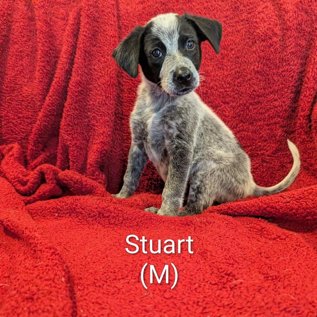 Stewart, Adoptable, Puppy Male Australian Cattle Dog / Blue Heeler.