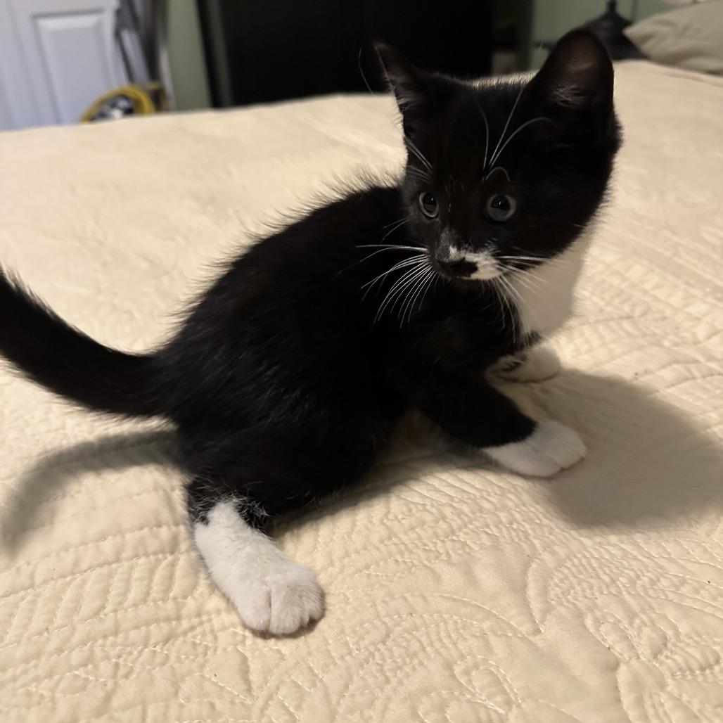 The Biscuit, Adoptable, Kitten Male Domestic Short Hair.