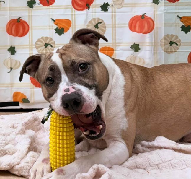 Enlarge Corn Cob, a Adoptable mixed breed in Martinsville, VA image 2/2