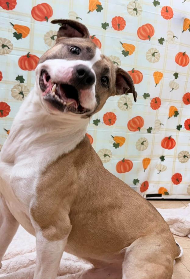 Enlarge Corn Cob, a Adoptable mixed breed in Martinsville, VA image 1/2