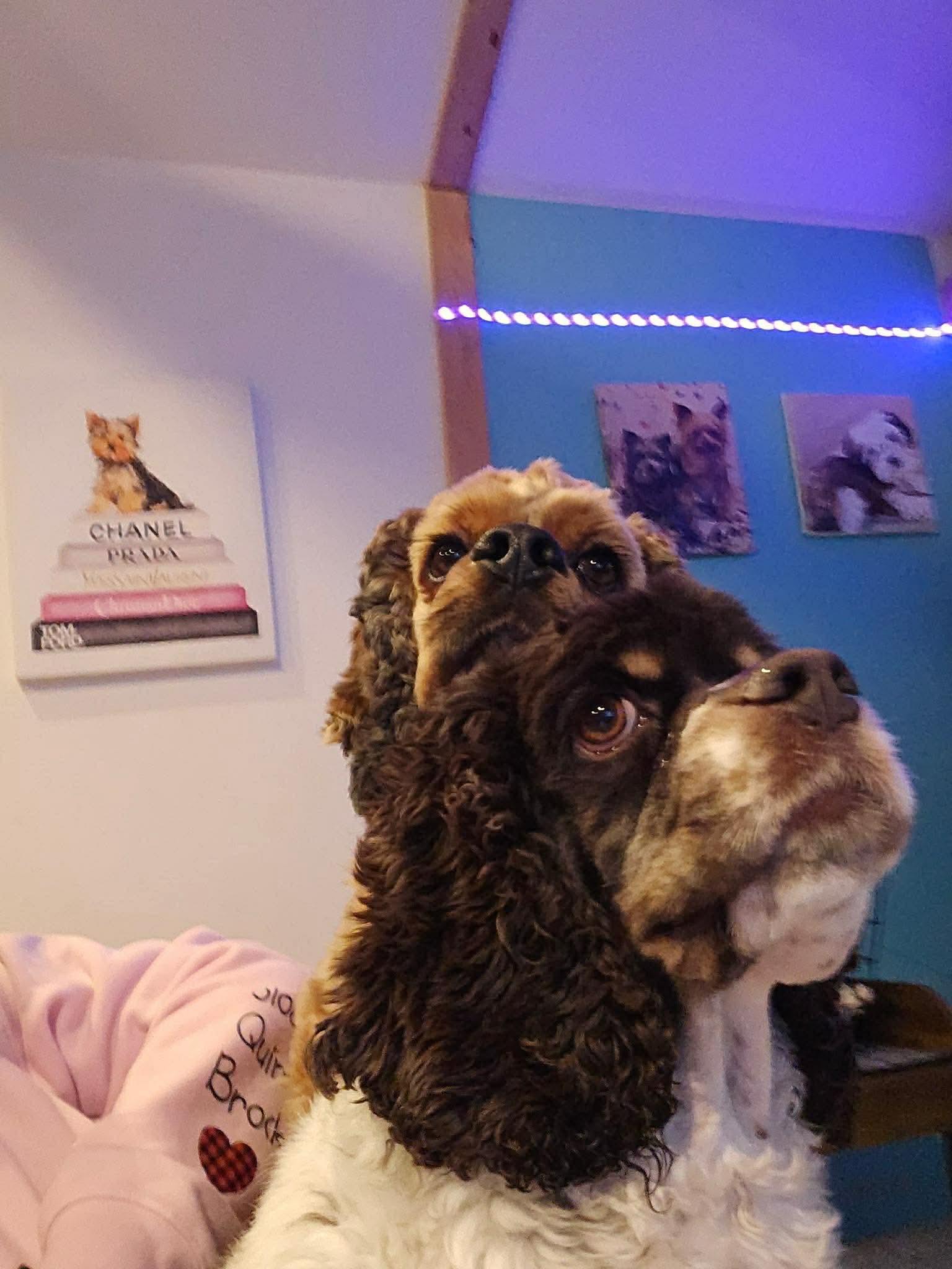 Enlarge Cash (Bonded Pair with Posey), a Adoptable Cocker Spaniel in Westwood, NJ image 4/4