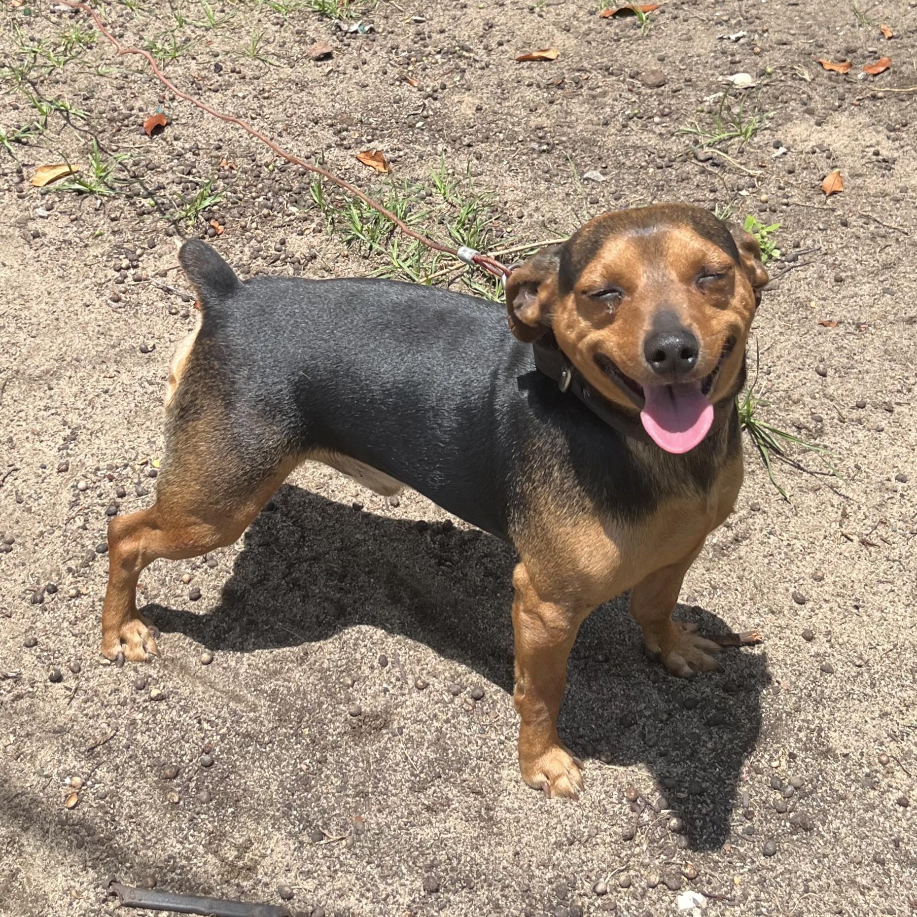 Enlarge Rocco, a Adoptable mixed breed in Buffalo, NY image 6/6