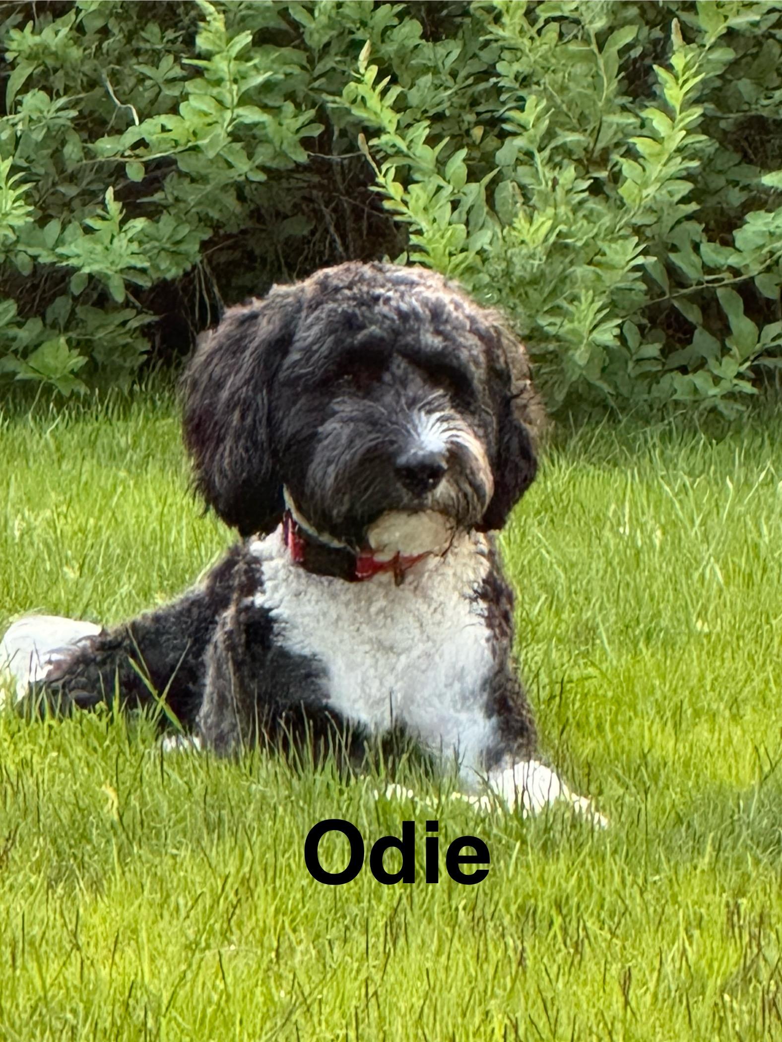 Odie, Adopted, Adult Male Labradoodle.