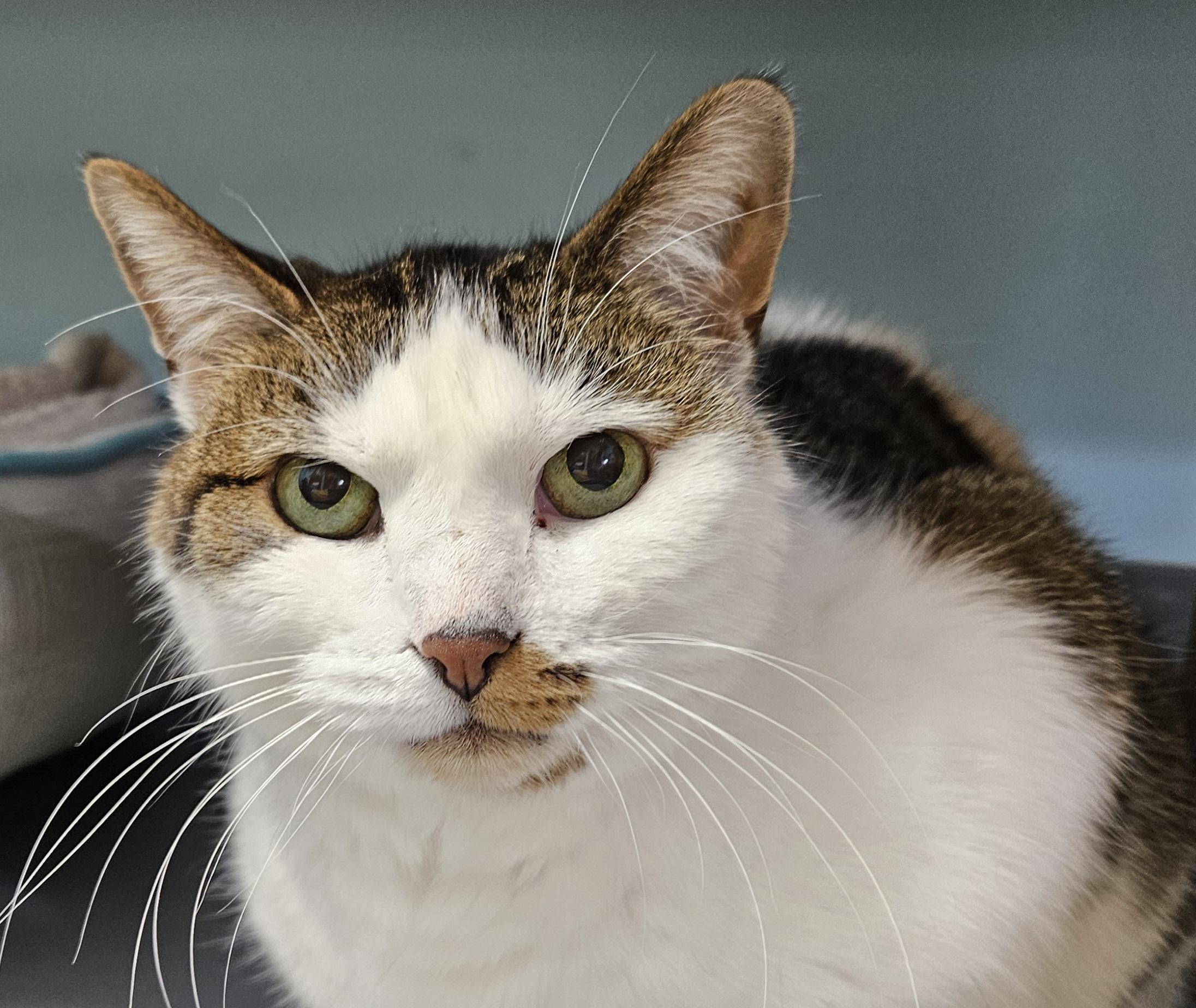 Enlarge Frances, a ADOPTABLE Domestic Short Hair in Washburn, WI image 1/3