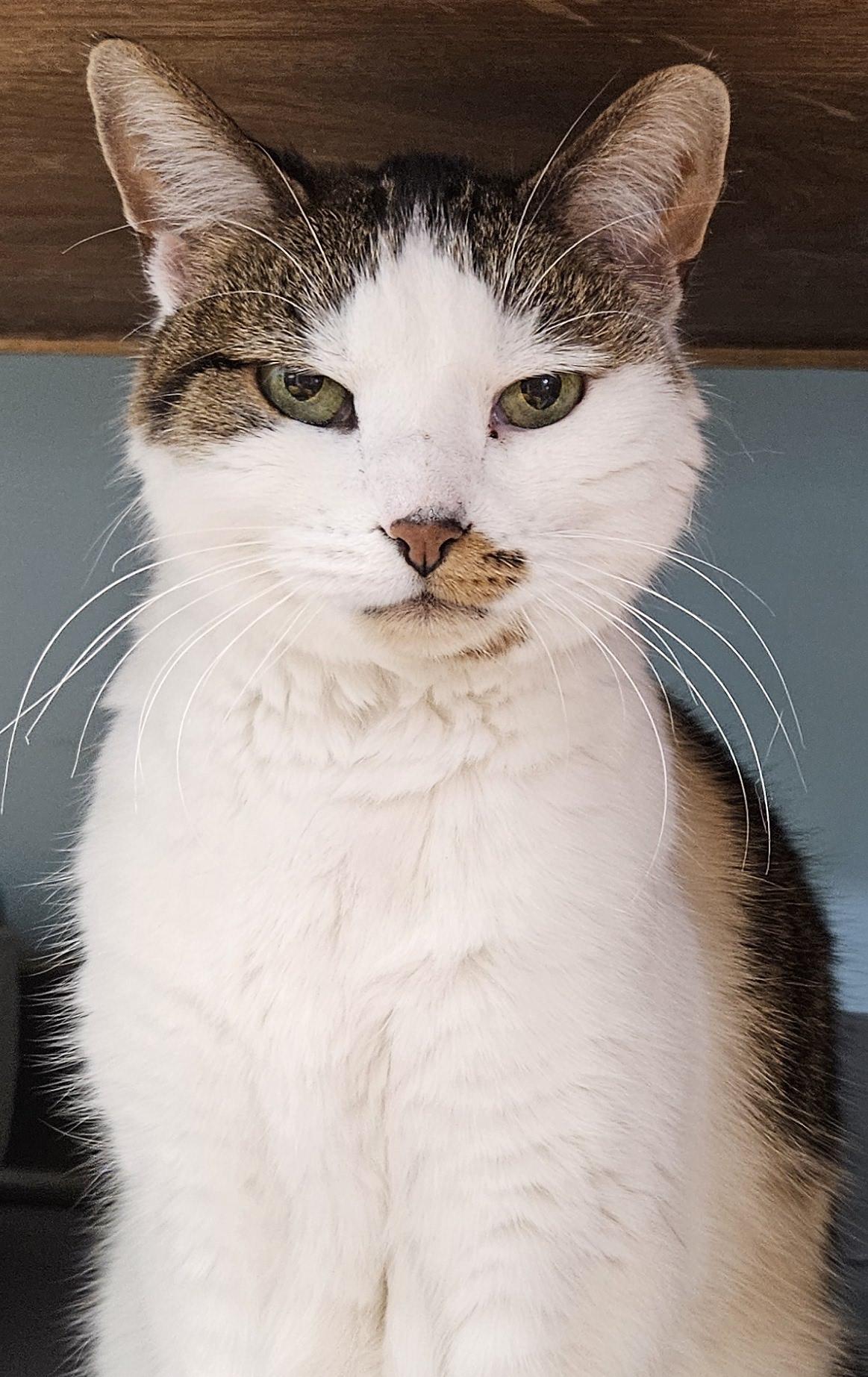 Enlarge Frances, a ADOPTABLE Domestic Short Hair in Washburn, WI image 3/3