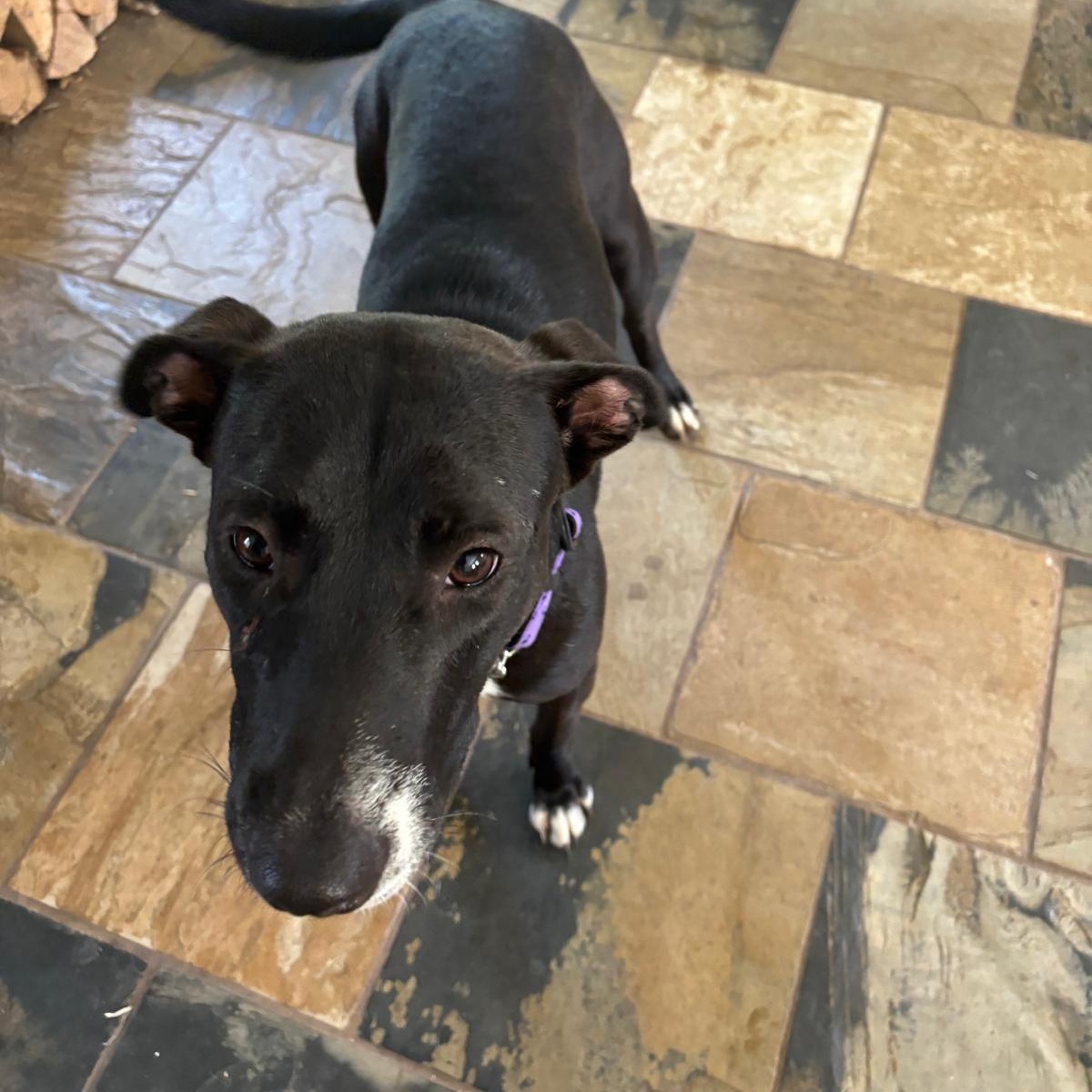 Mae, a ADOPTABLE mixed breed in Williamsburg, ON image 3/6