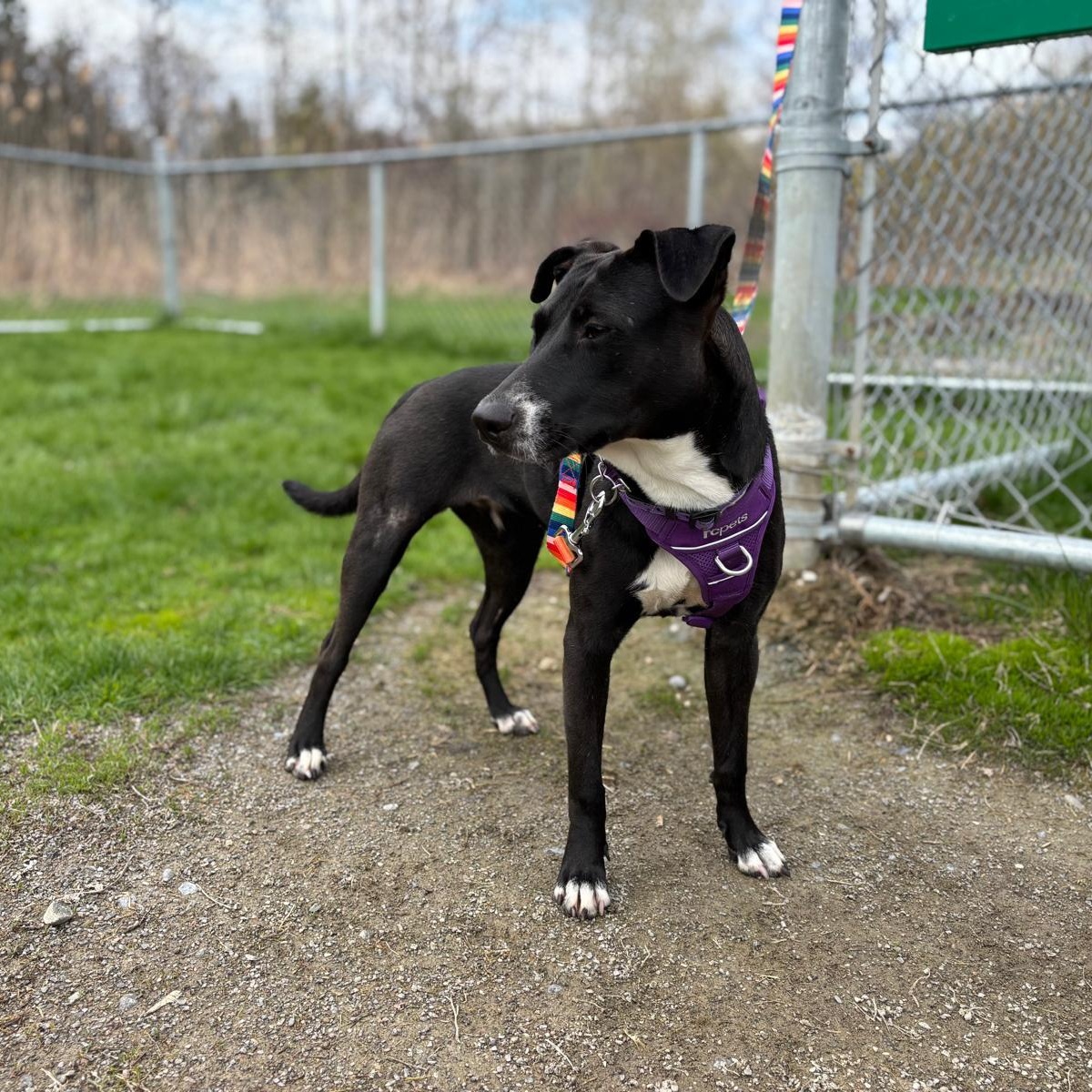 Mae, ADOPTABLE, Young Female Hound & Greyhound.