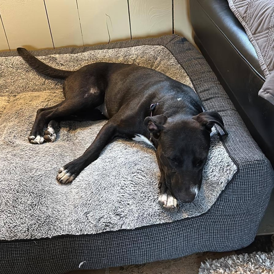 Mae, a ADOPTABLE mixed breed in Williamsburg, ON image 6/6