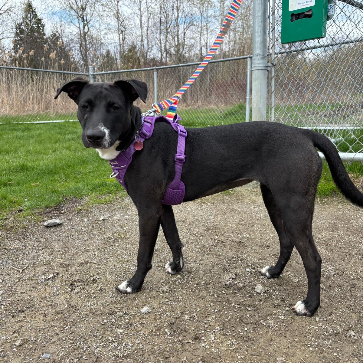 Mae, a ADOPTABLE mixed breed in Williamsburg, ON image 2/6