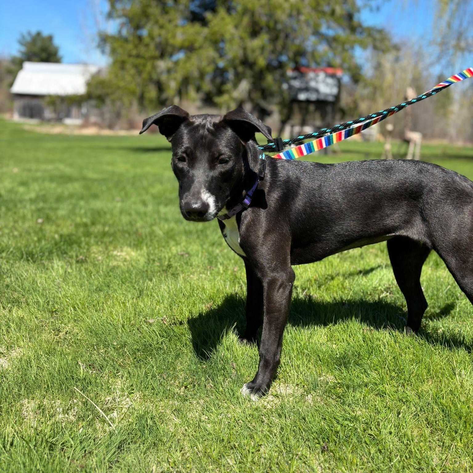 Mae, a ADOPTABLE mixed breed in Williamsburg, ON image 4/6