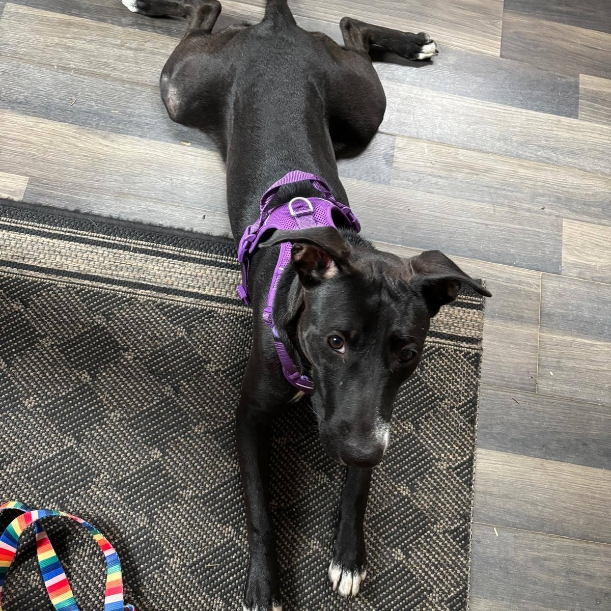 Mae, a ADOPTABLE mixed breed in Williamsburg, ON image 5/6