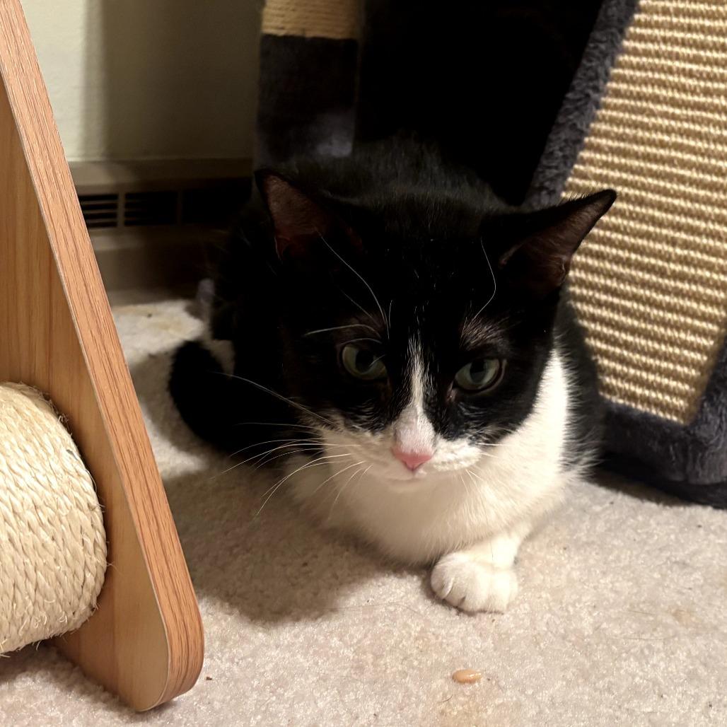 Enlarge Elvis, a Adoptable Domestic Short Hair in Middleton, WI image 1/4