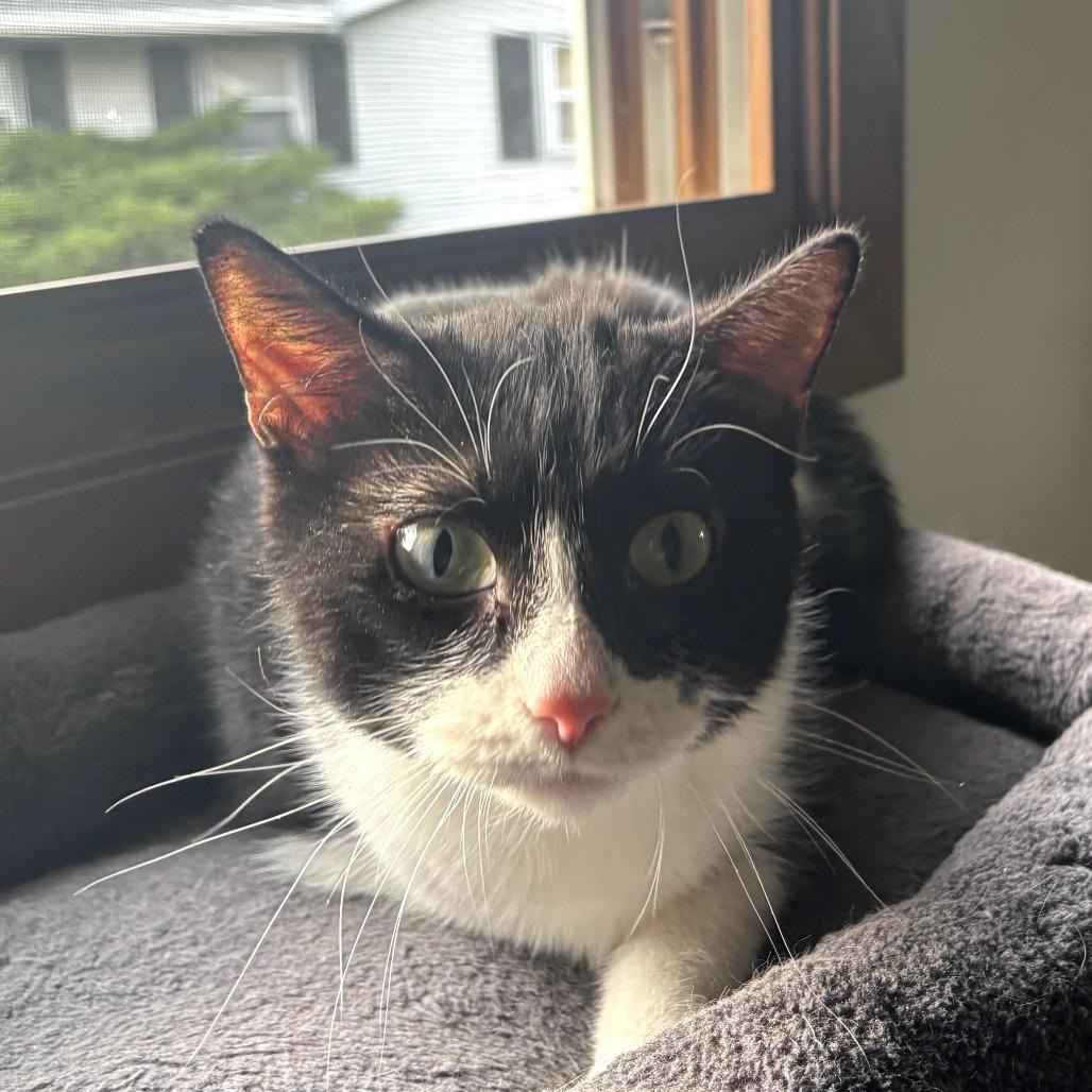 Enlarge Elvis, a Adoptable Domestic Short Hair in Middleton, WI image 2/4