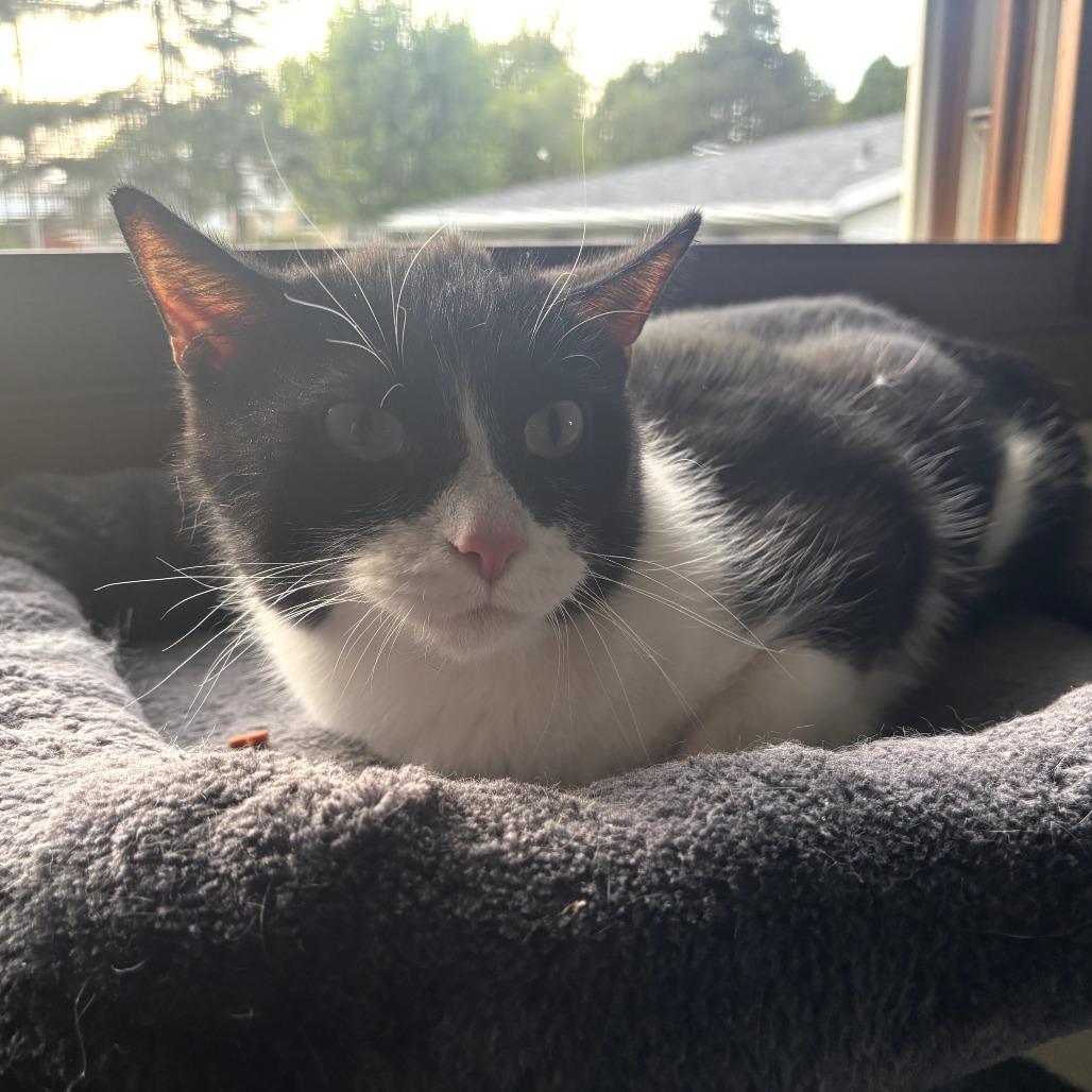 Enlarge Elvis, a Adoptable Domestic Short Hair in Middleton, WI image 3/4