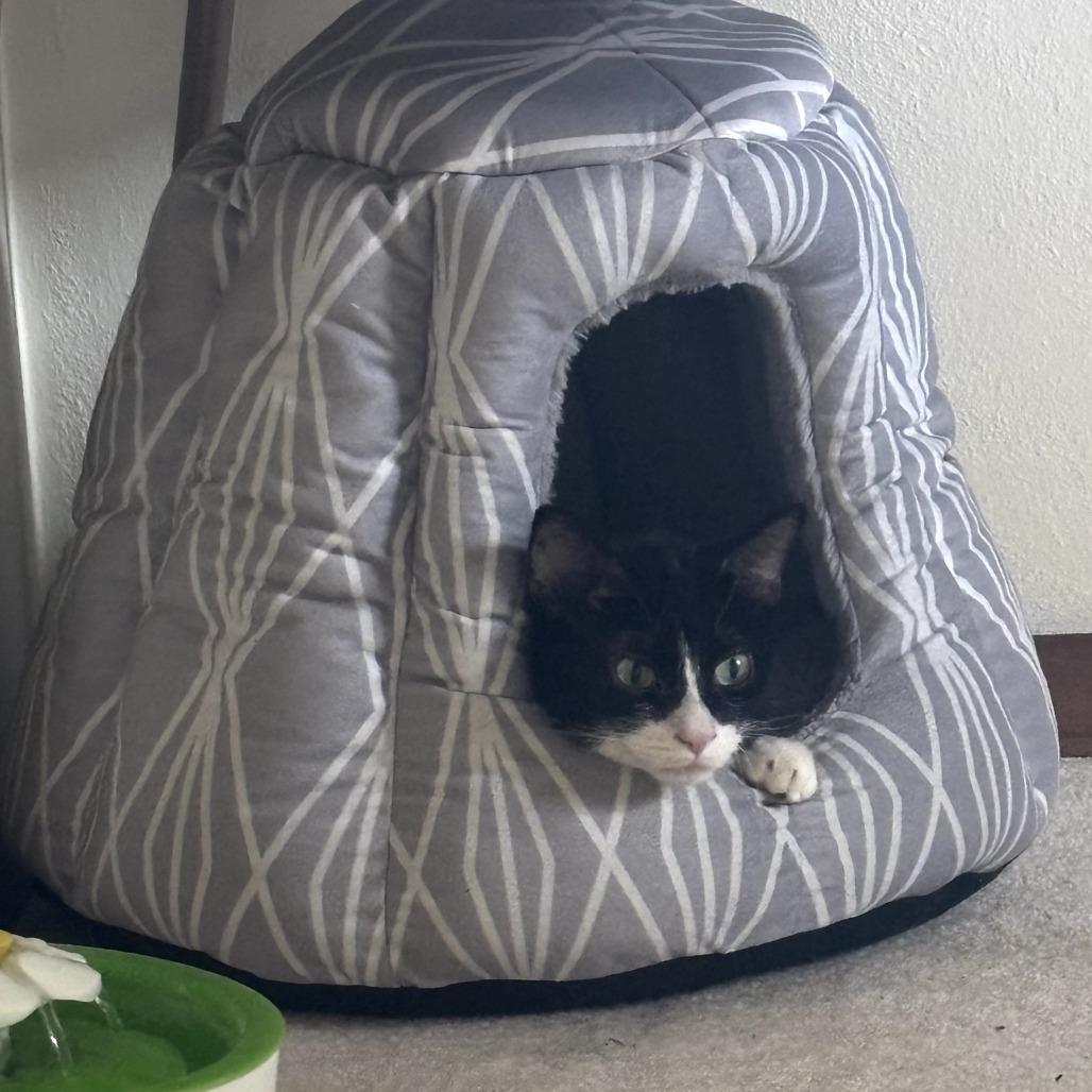 Enlarge Elvis, a Adoptable Domestic Short Hair in Middleton, WI image 4/4