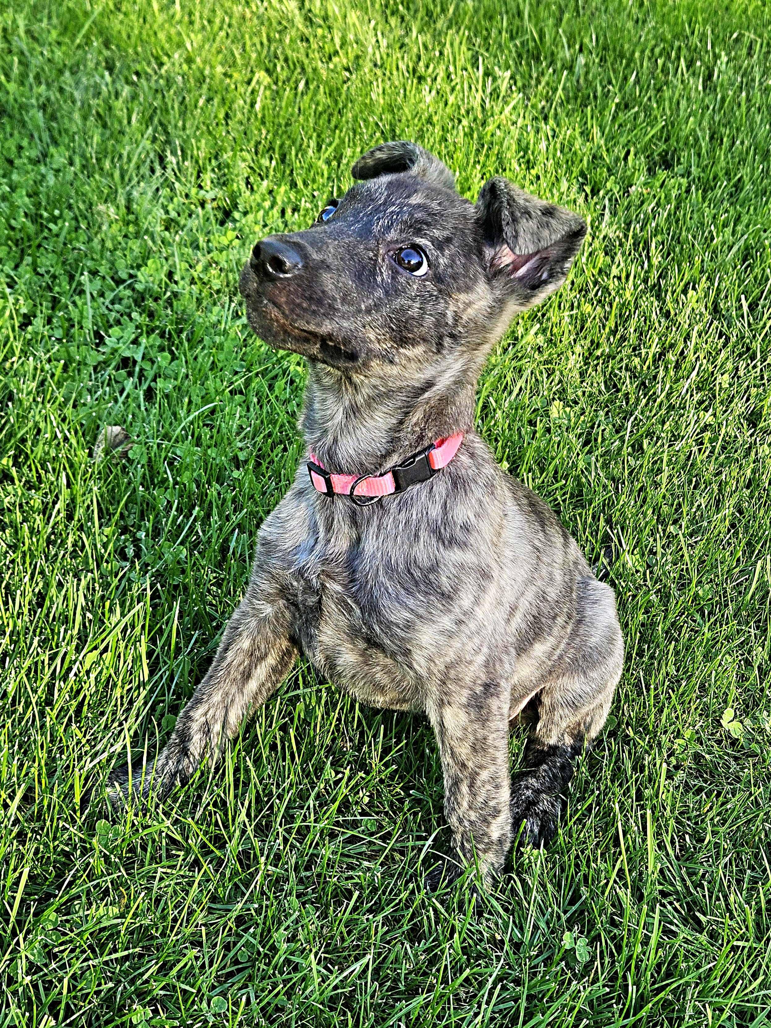 Enlarge Serenity, a Adoptable mixed breed in Schaumburg, IL image 5/5