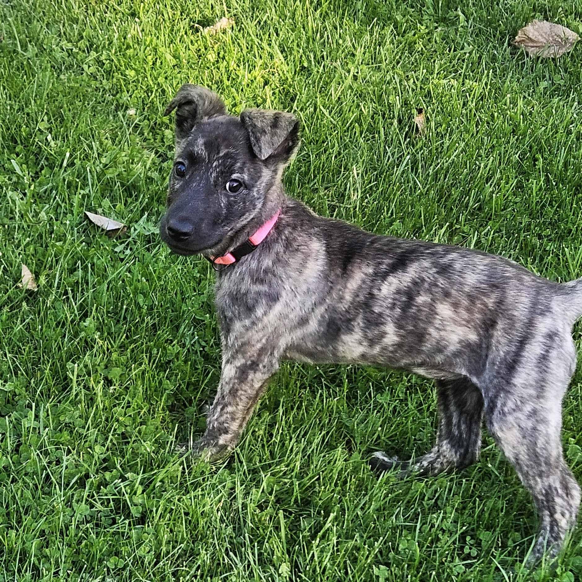 Enlarge Serenity, a Adoptable mixed breed in Schaumburg, IL image 3/5