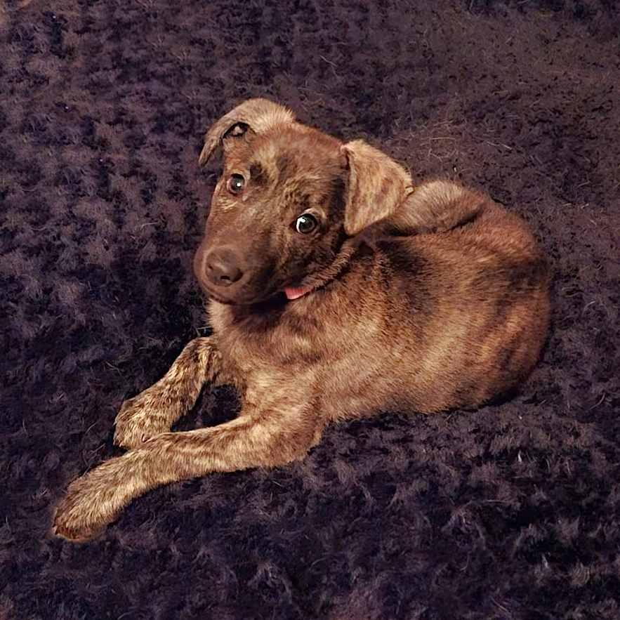 Enlarge Serenity, a Adoptable mixed breed in Schaumburg, IL image 4/5