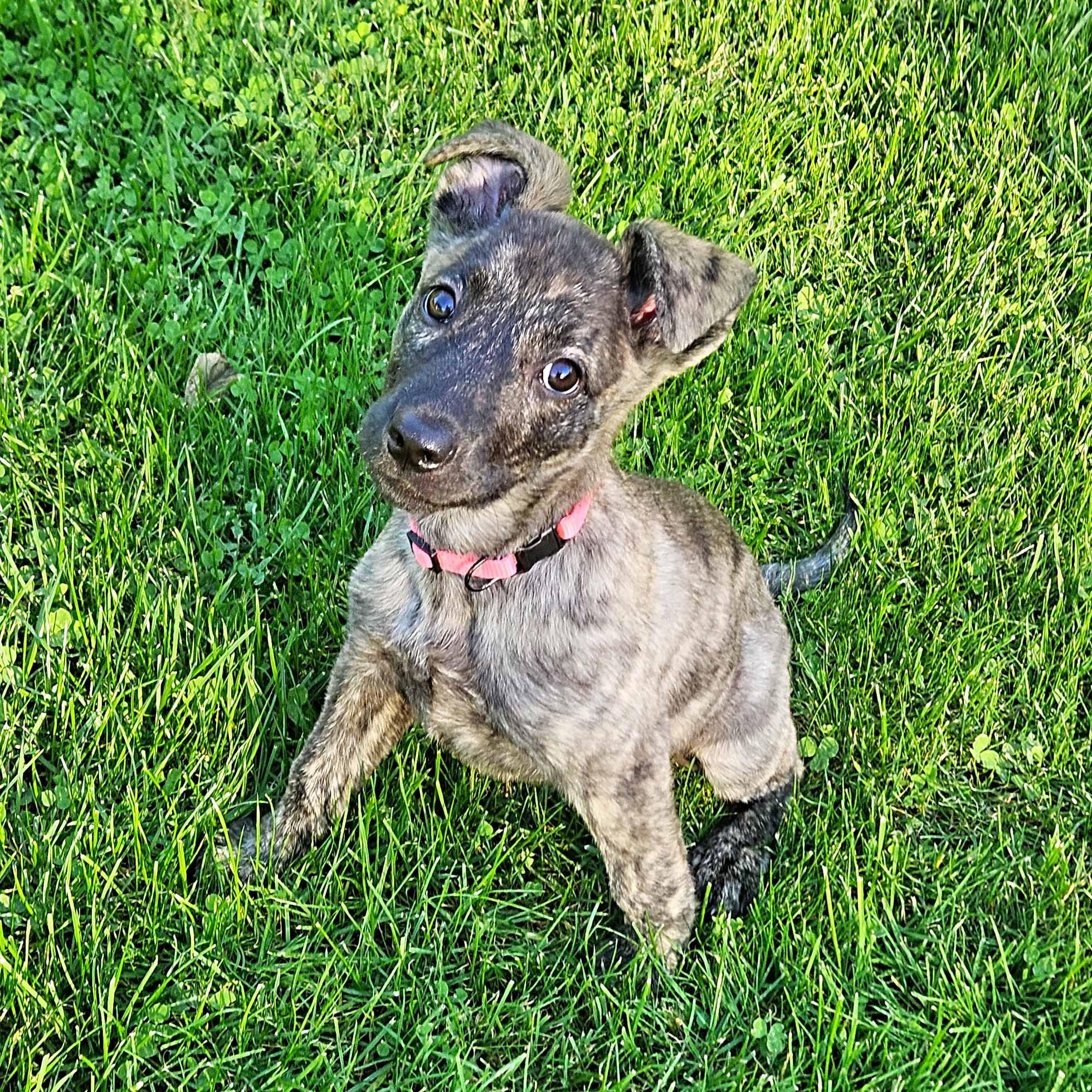 Enlarge Serenity, a Adoptable mixed breed in Schaumburg, IL image 1/5