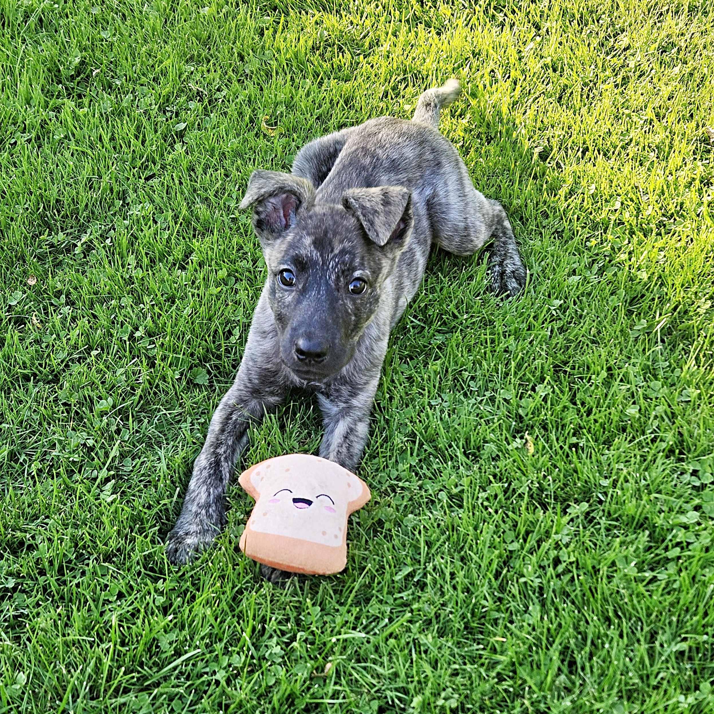 Enlarge Serenity, a Adoptable mixed breed in Schaumburg, IL image 2/5
