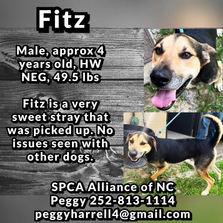Fitz, super Dad, loves his pups, great with people, Adult Male American Foxhound