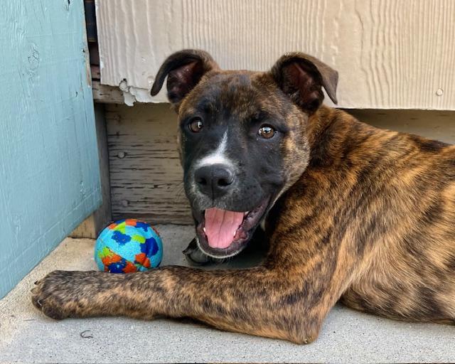 Enlarge LEONA*, a Adoptable mixed breed in Santa Cruz, CA image 1/1