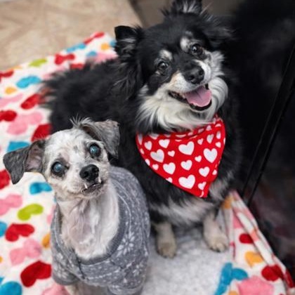 Enlarge Drake & Maye, a ADOPTABLE Mixed Breed in Worcester, MA image 1/1