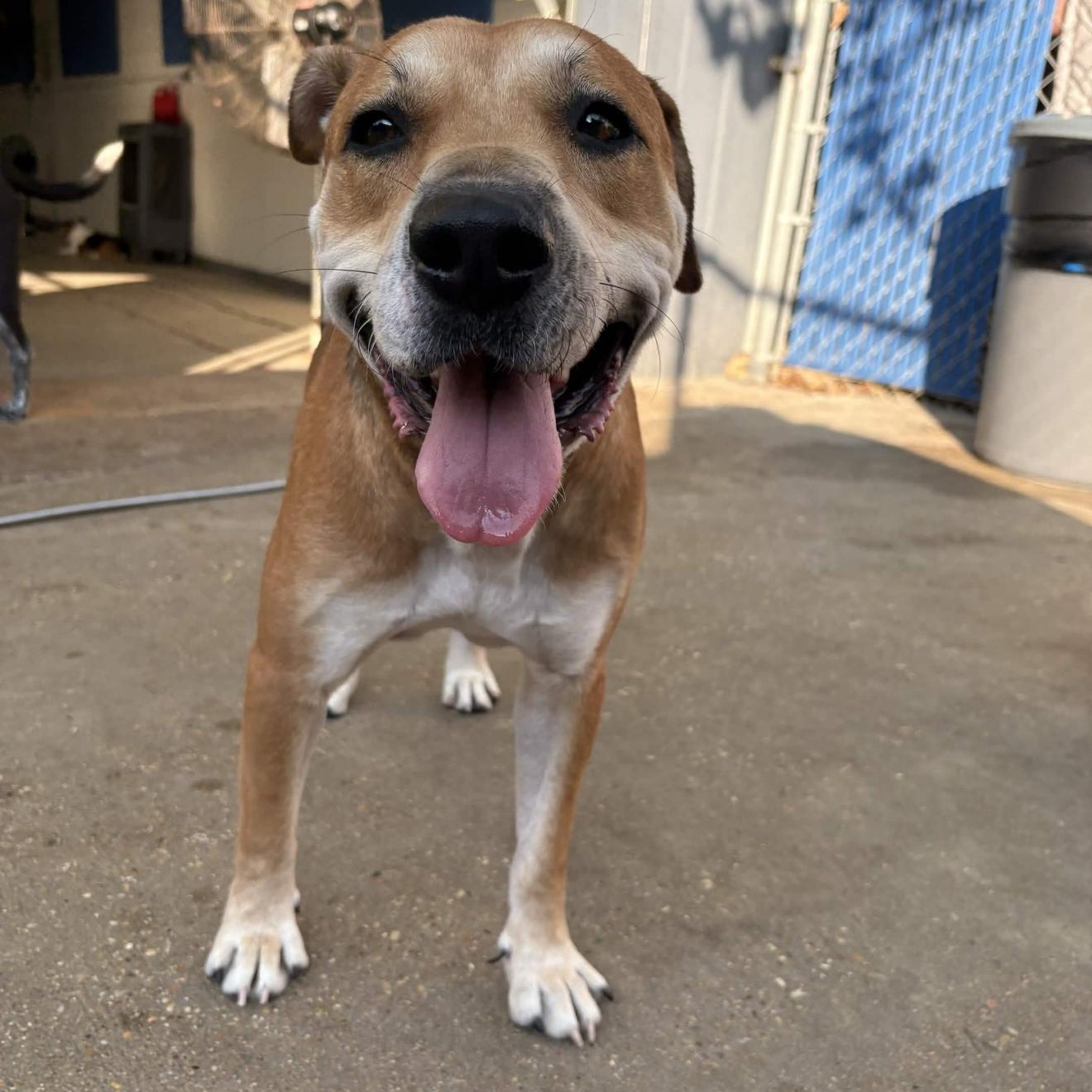 Churro, Adoptable, Adult Male Black Mouth Cur & Retriever.