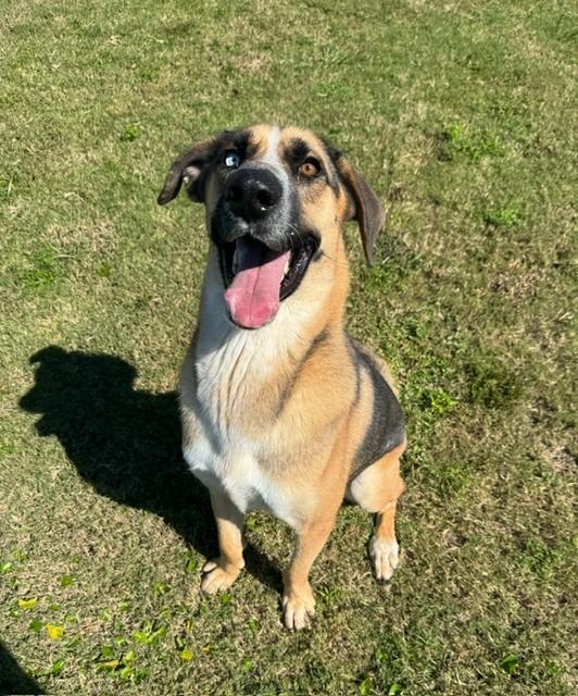 CHILI, Adoptable, Adult Male German Shepherd Dog & Husky.