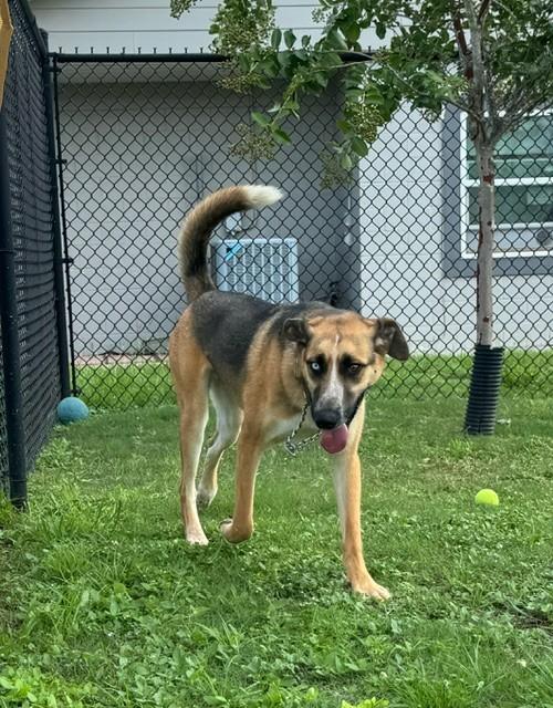 Enlarge CHILI, a Adoptable mixed breed in Lynn Haven, FL image 3/5