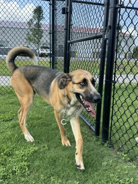 Enlarge CHILI, a Adoptable mixed breed in Lynn Haven, FL image 4/5
