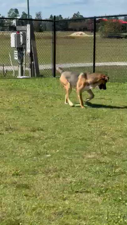 Enlarge CHILI, a Adoptable mixed breed in Lynn Haven, FL video 2/5