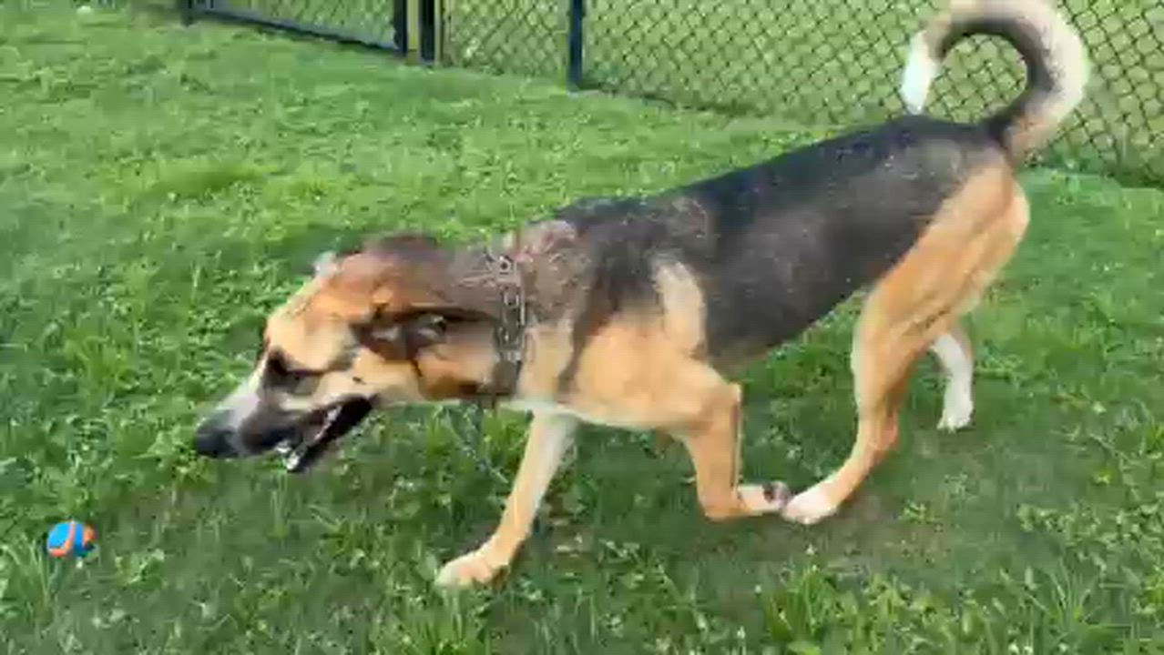 Enlarge CHILI, a Adoptable mixed breed in Lynn Haven, FL video 5/5