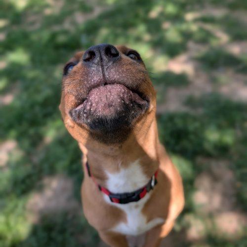 Toby, Adoptable, Young Male Pit Bull Terrier & Mixed Breed.