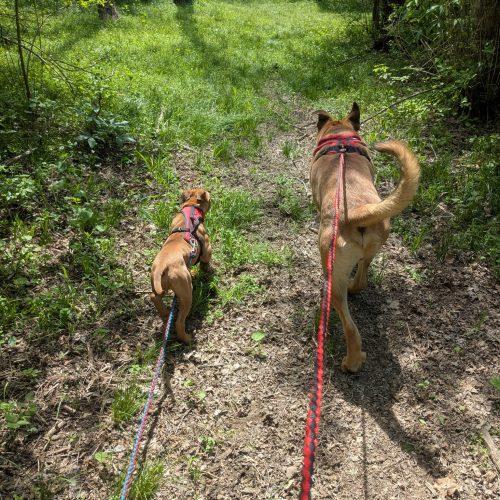 Enlarge Toby, a Adoptable mixed breed in Fishers, IN image 3/6