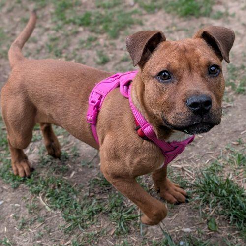 Enlarge Toby, a Adoptable mixed breed in Fishers, IN image 4/6