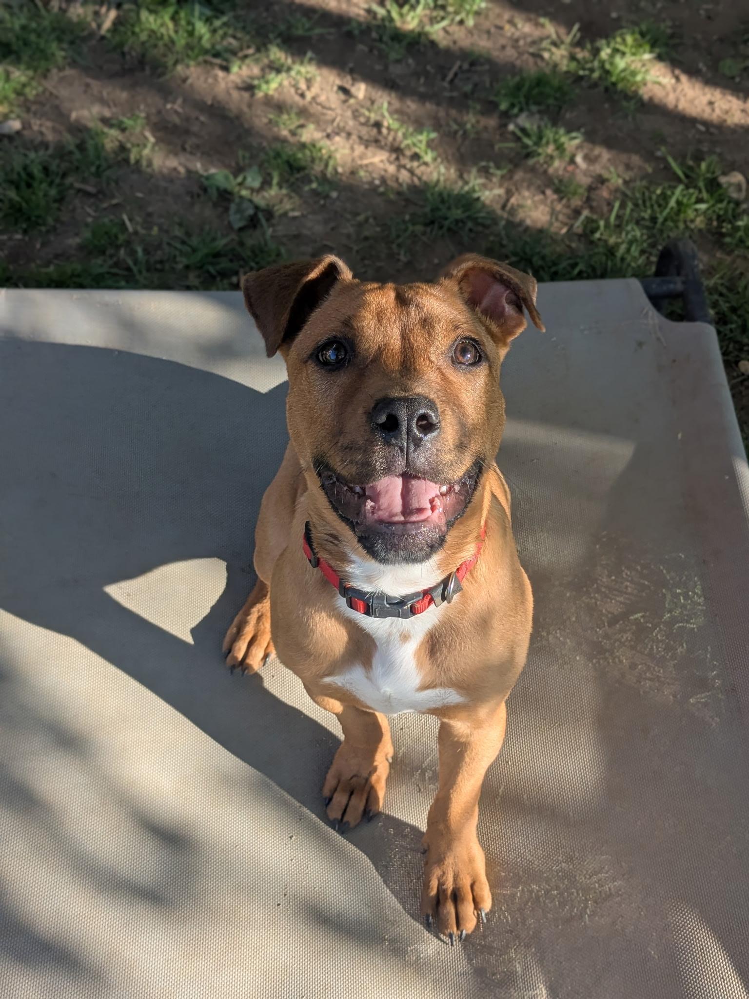 Enlarge Toby, a Adoptable mixed breed in Fishers, IN image 5/6