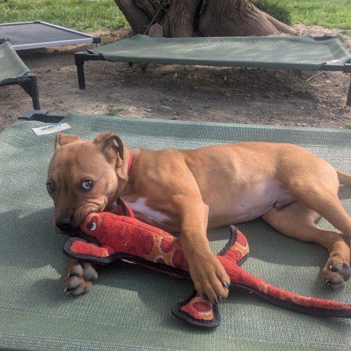 Enlarge Toby, a Adoptable mixed breed in Fishers, IN image 6/6
