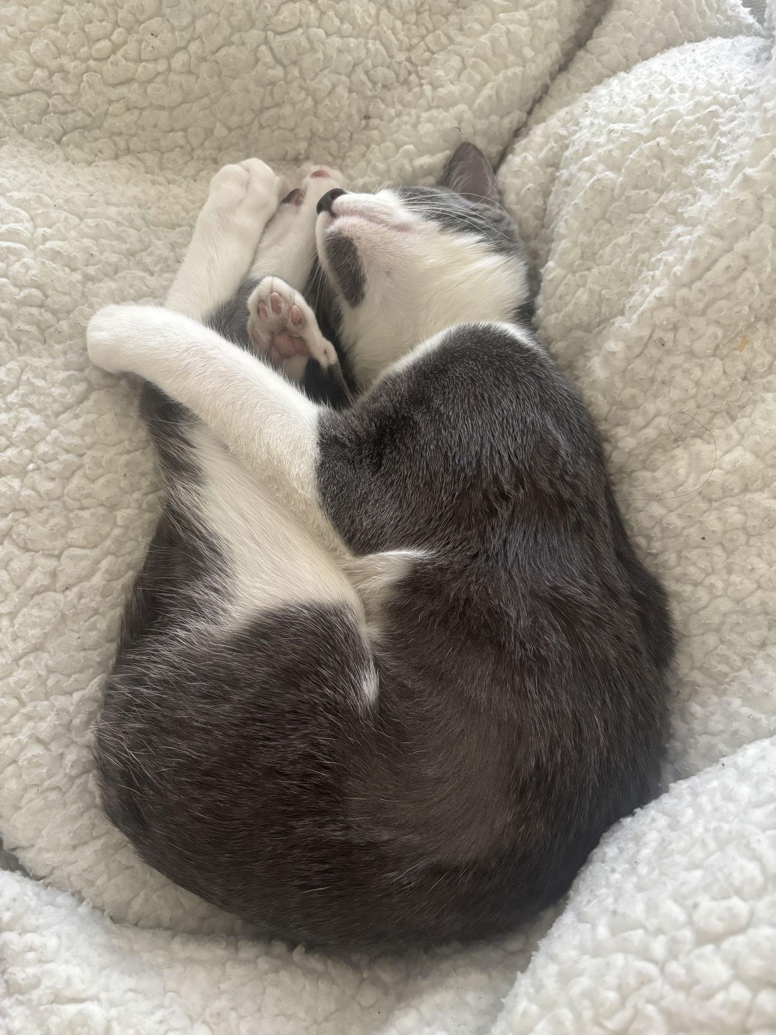 Xena (courtesy), Adoptable, Young Female Domestic Short Hair.