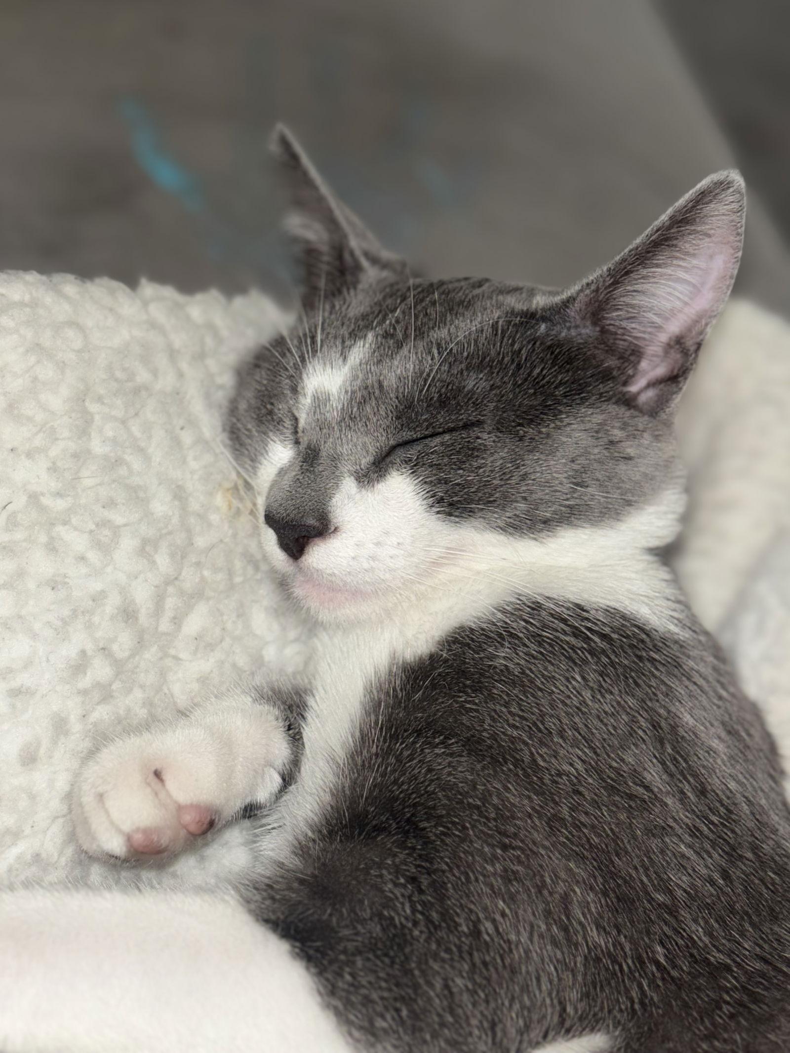 Enlarge Xena (courtesy), a Adoptable Domestic Short Hair in Davis, CA image 2/3