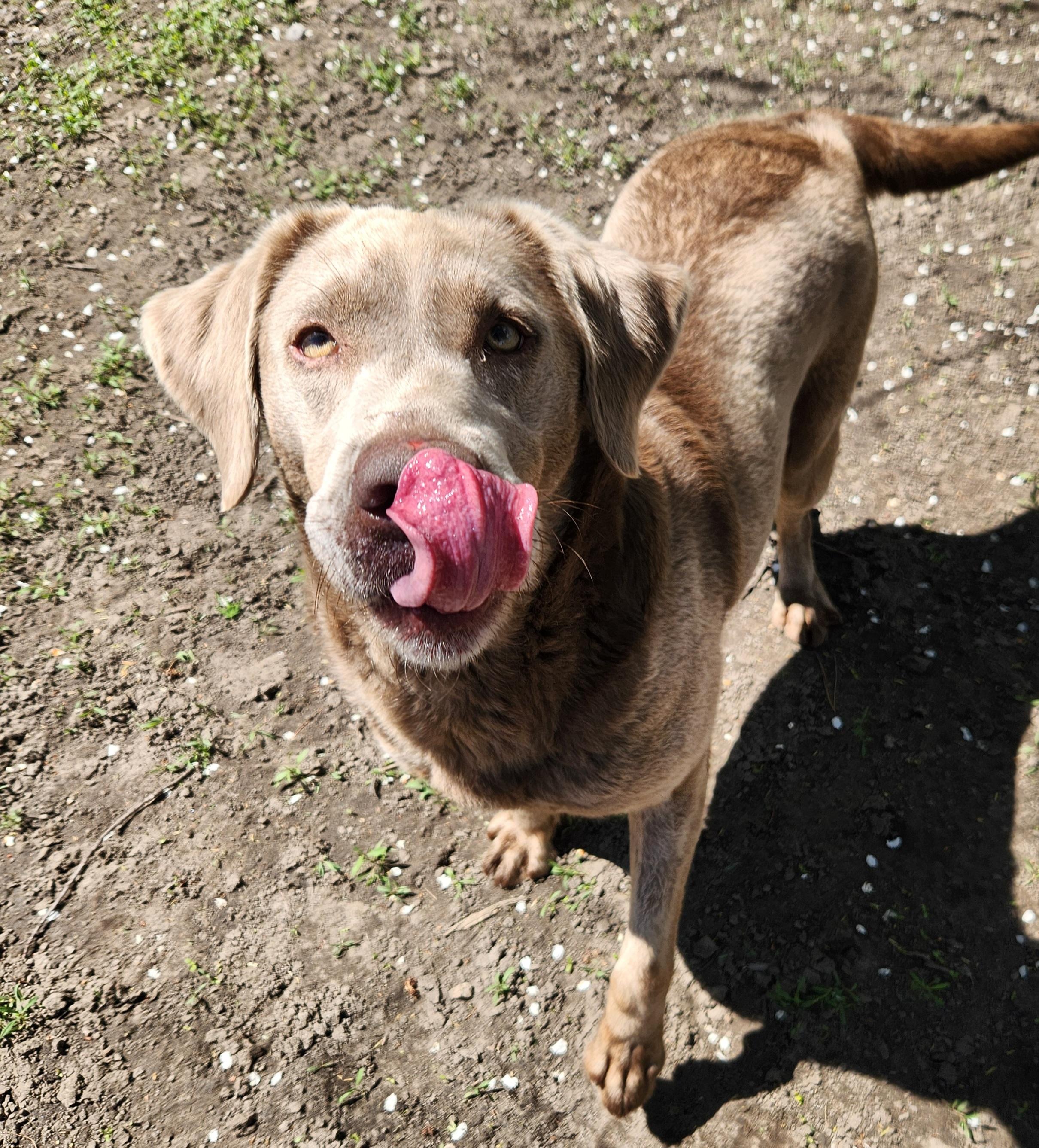 Enlarge Willow, a ADOPTABLE Labrador Retriever in Liberty Center, OH image 3/6