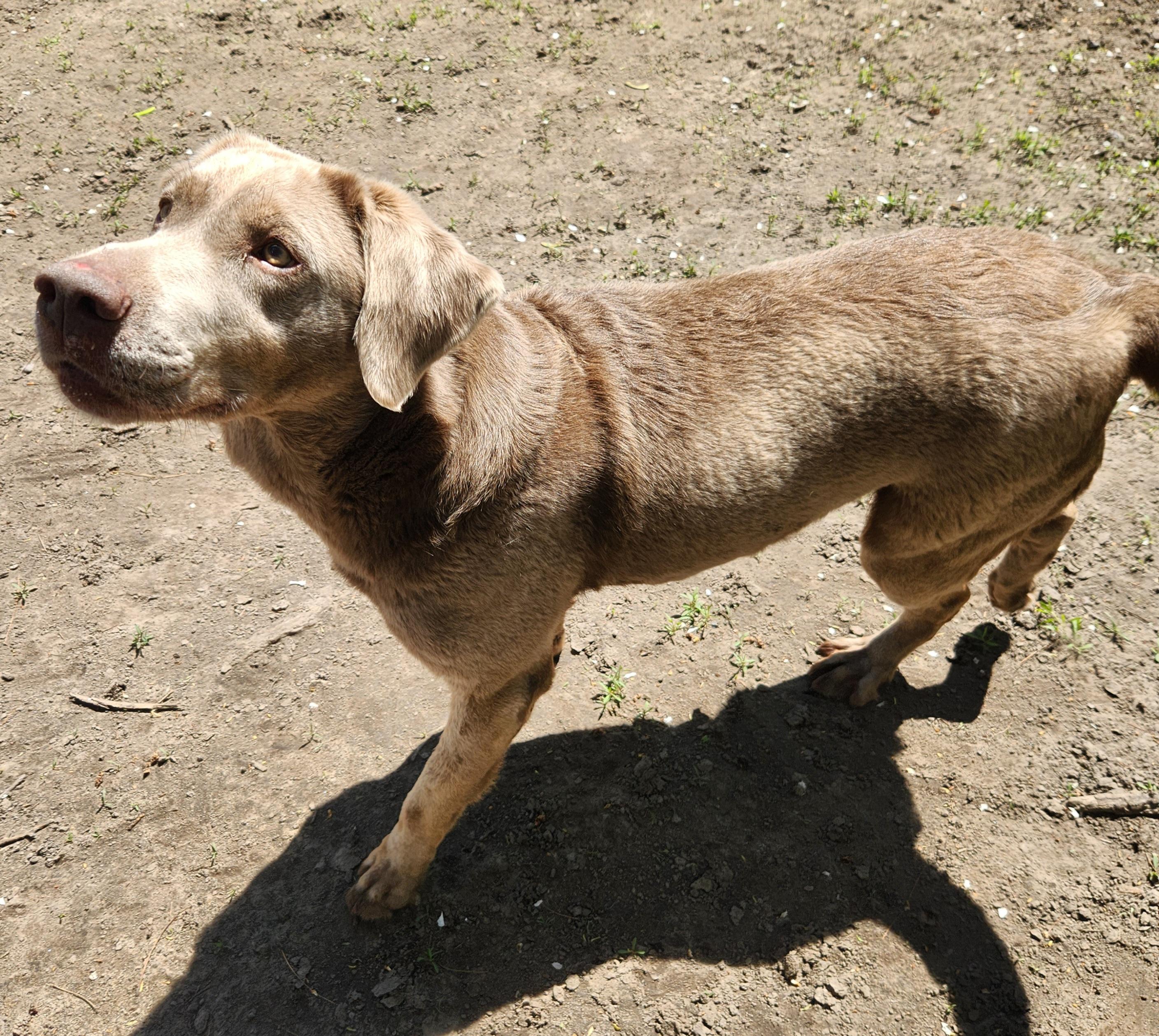 Enlarge Willow, a ADOPTABLE Labrador Retriever in Liberty Center, OH image 4/6