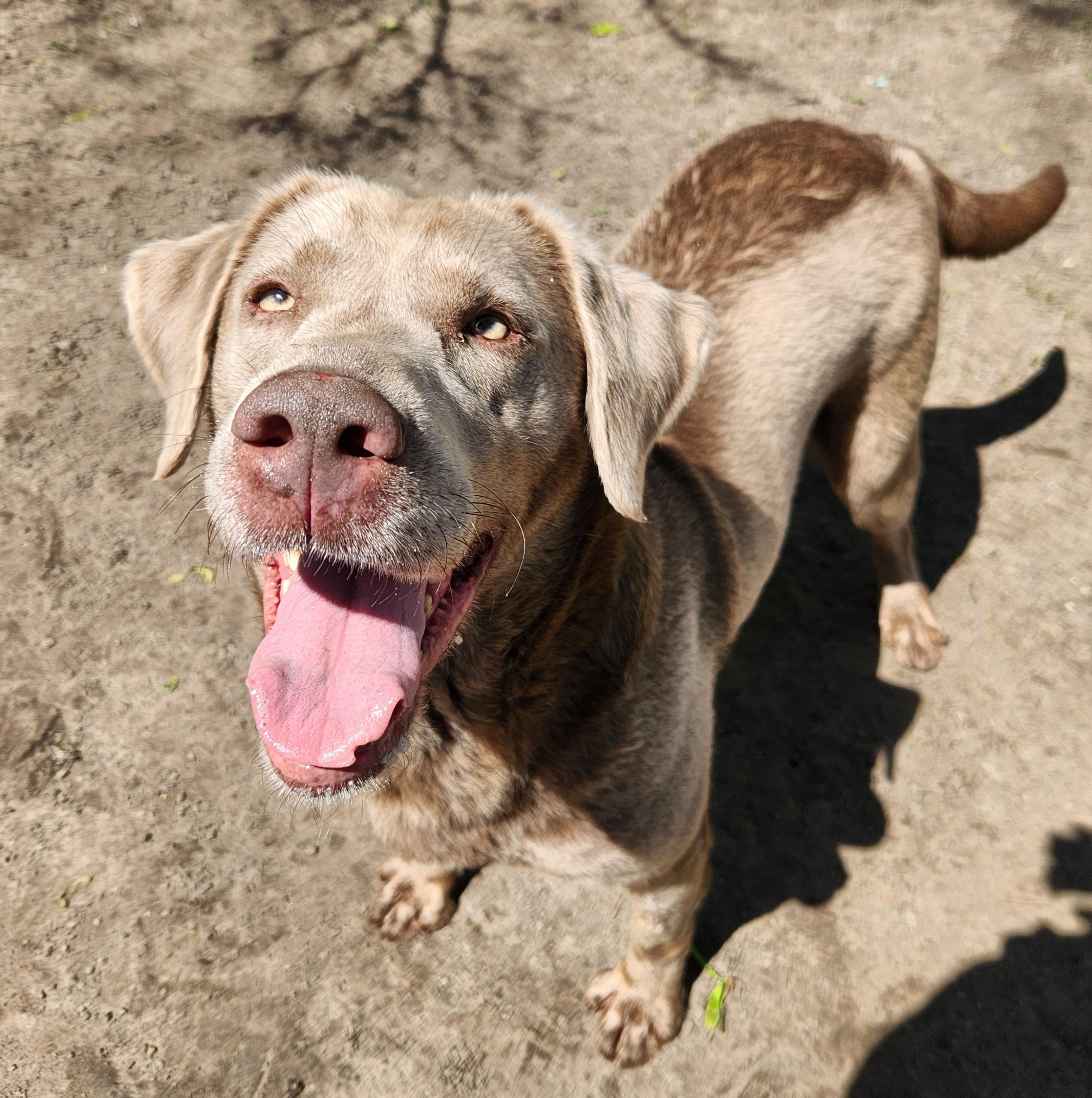 Enlarge Willow, a ADOPTABLE Labrador Retriever in Liberty Center, OH image 1/6
