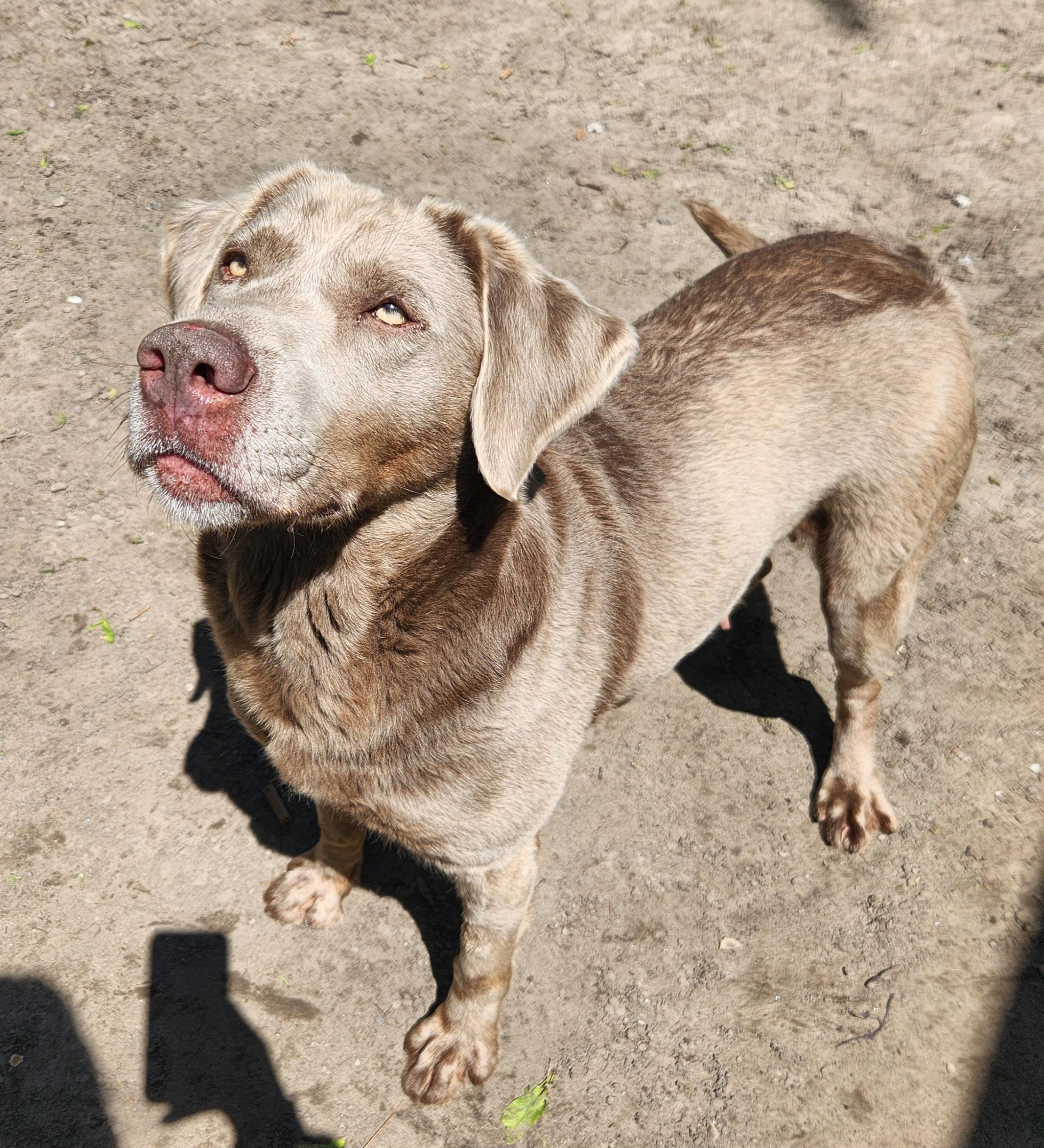 Enlarge Willow, a ADOPTABLE Labrador Retriever in Liberty Center, OH image 2/6