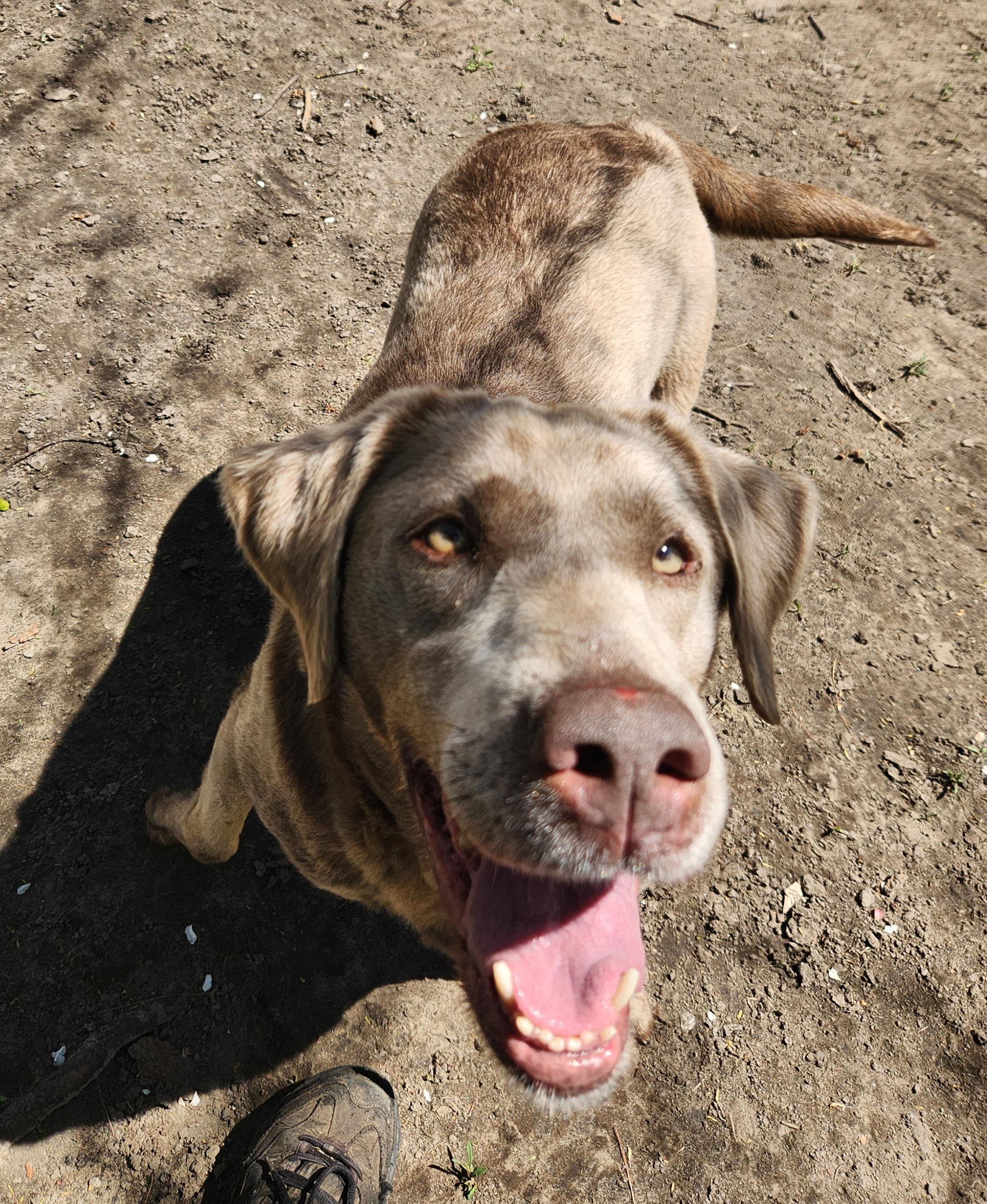 Enlarge Willow, a ADOPTABLE Labrador Retriever in Liberty Center, OH image 6/6