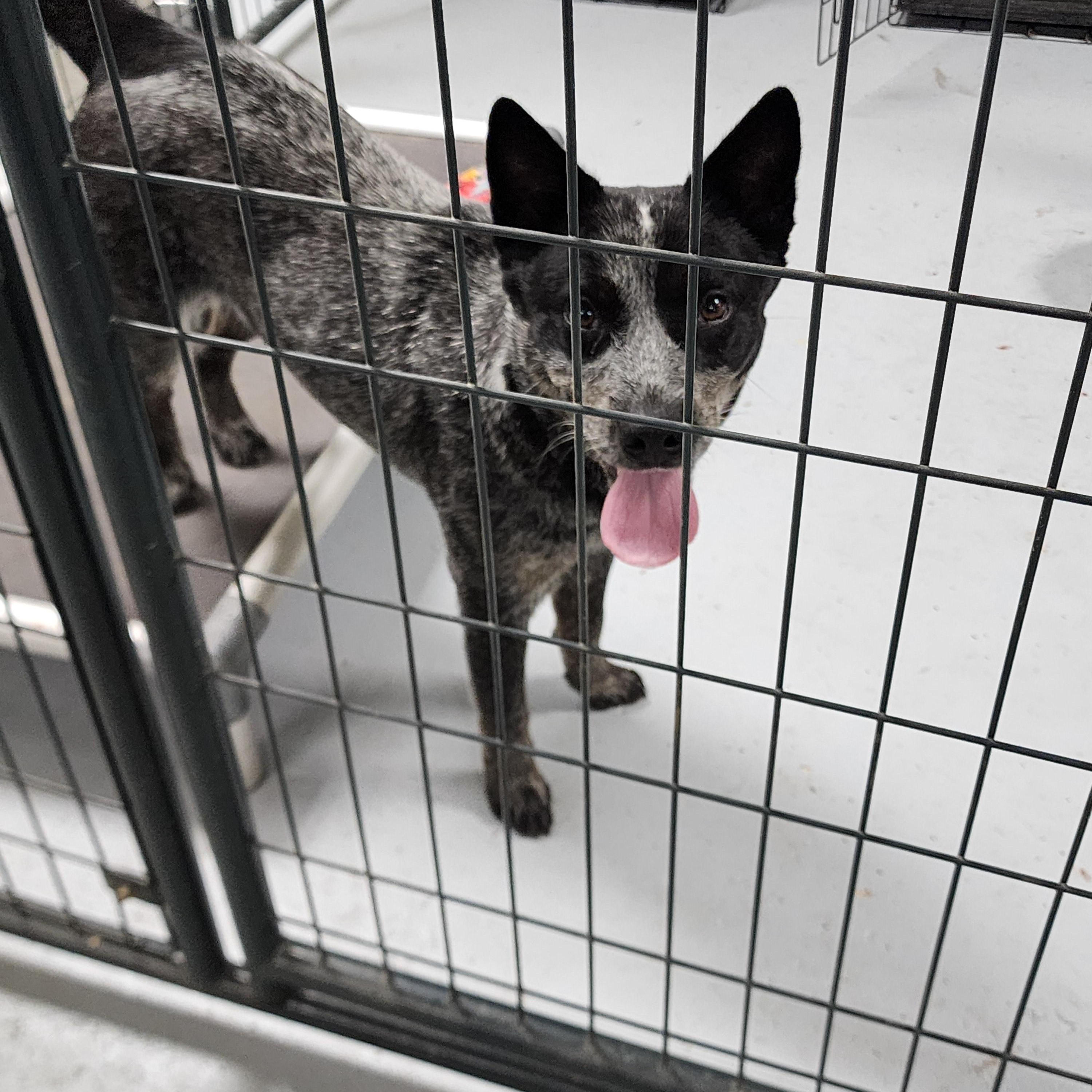 Enlarge Turbo, a ADOPTABLE Australian Cattle Dog / Blue Heeler in Horseshoe Bend, AR image 4/4